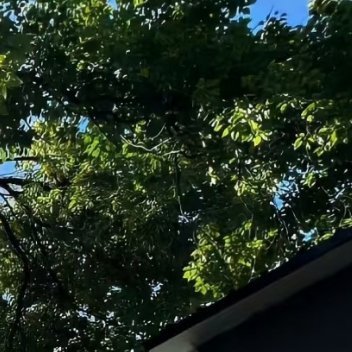 阳光是被揉碎的金箔，从苍郁的树冠缝隙间泼洒下来，落在柏油路面上，织就一片晃眼的碎