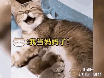 谁没在深夜emo过：下辈子真想当猫狗，再也不当人了！
 

         看