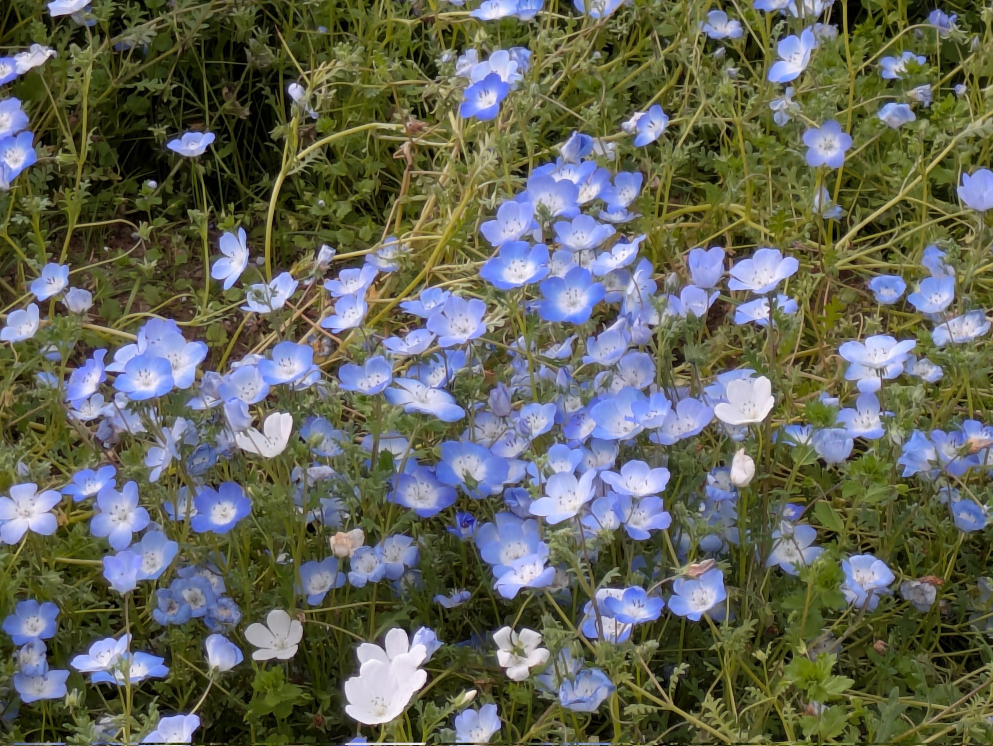 粉蝶花（喜林草，Nemophila menziesii）日语ルリカラクサ（瑠璃唐