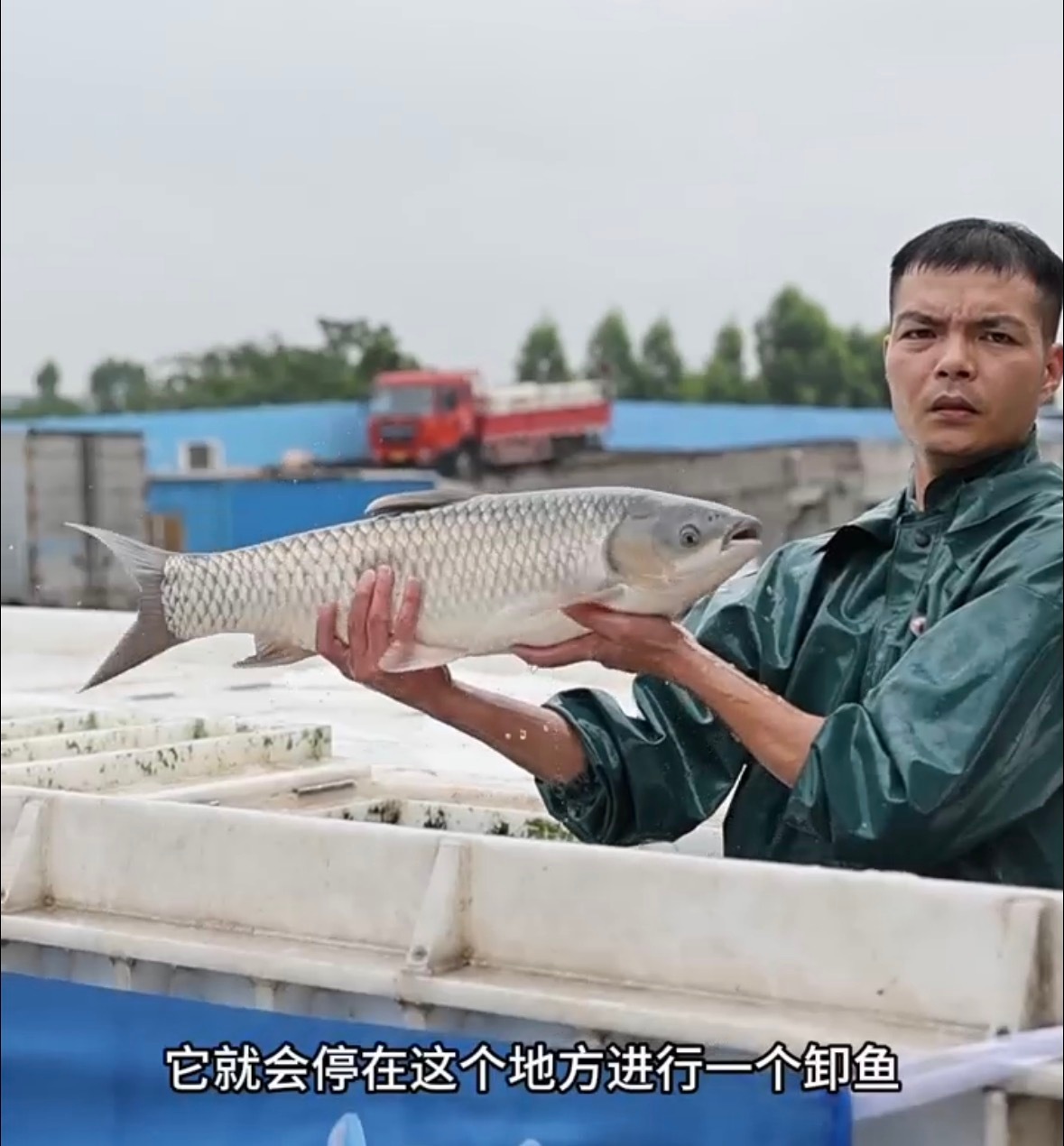 脆鲩鱼为什么突然火了中山脆鲩鱼现在火遍全国销量暴涨！草鱼专喂120天蚕豆，清水静
