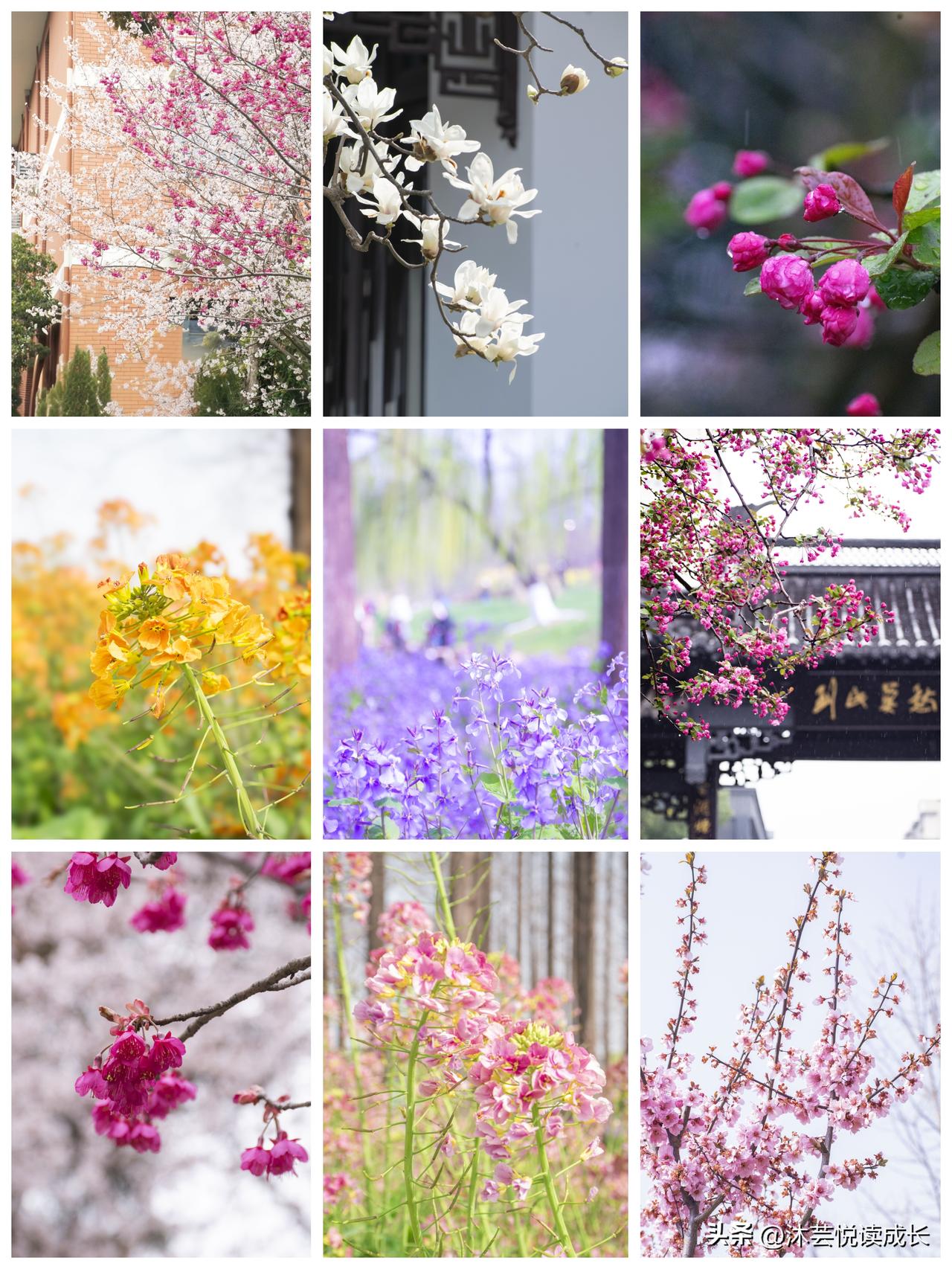 56岁，我偏不认老
 
虽已56岁，
却从不愿承认自己老了。
 
眼角藏着岁月的