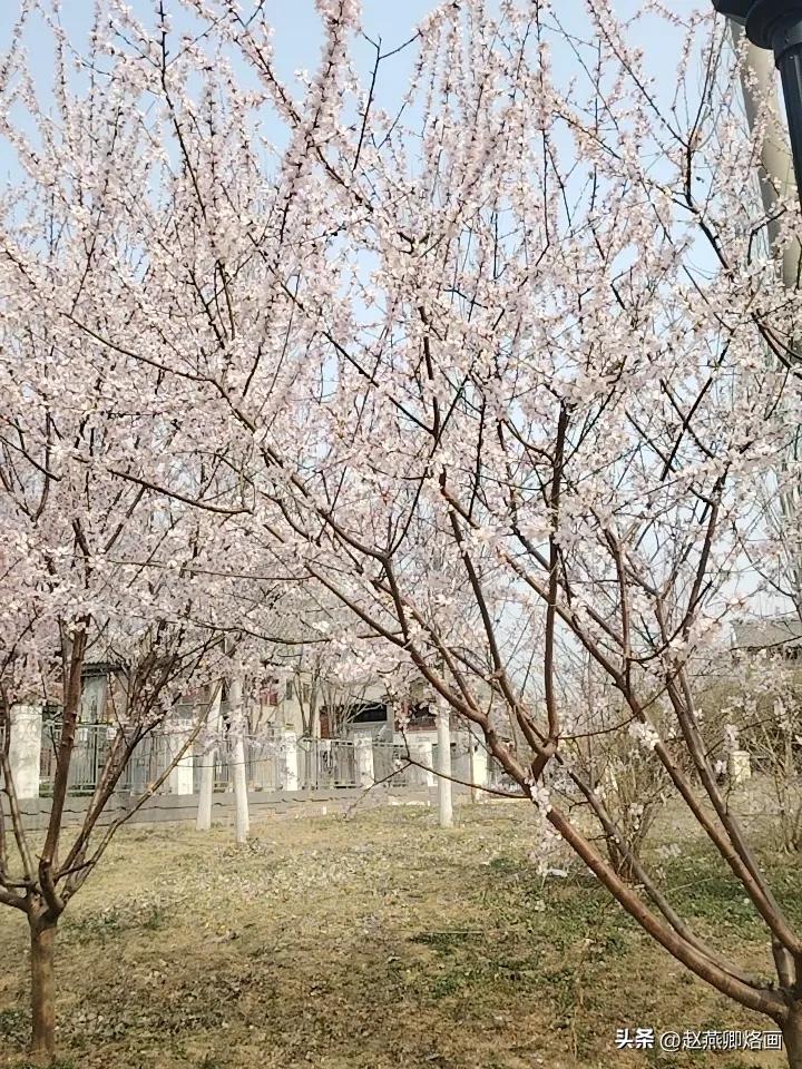 治愈系风景分享出来转悠转悠，小区边上的桃花开了，天气越来越暖和。