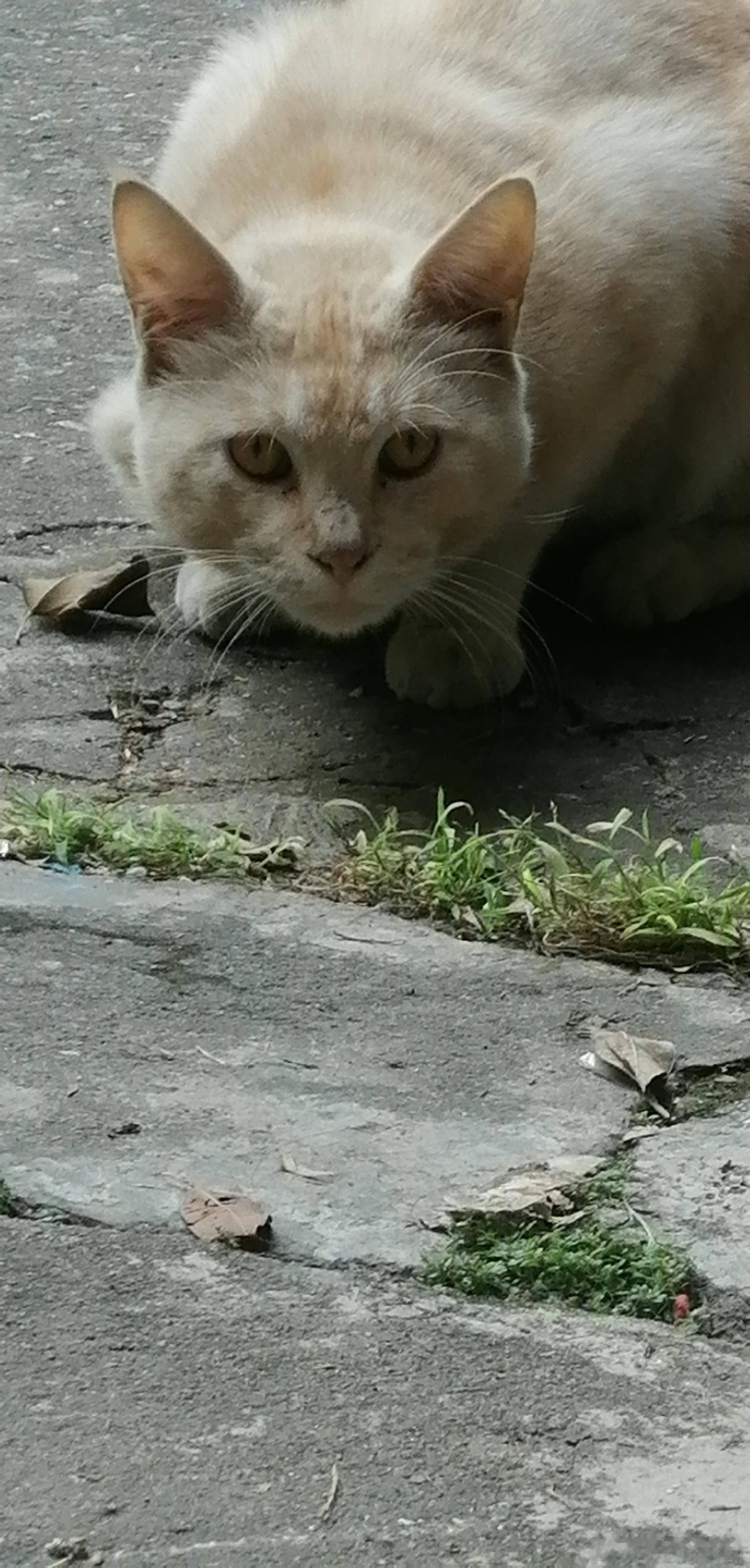 满身满眼的防备、蓄势待发的姿势，路过一只猫🐈 