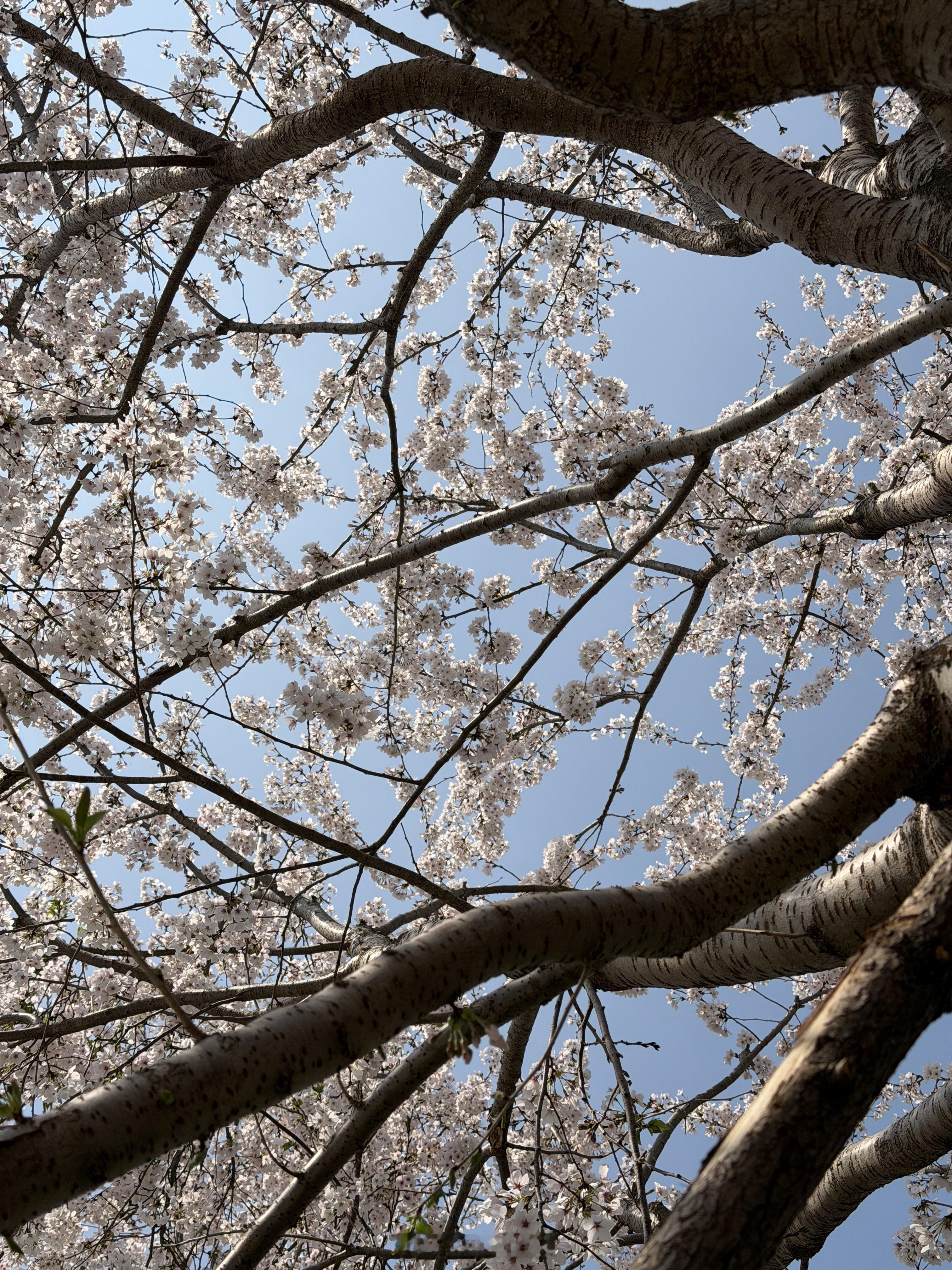 iPhone 17 Pro Max、OPPO Find X9 Pro、小米17 