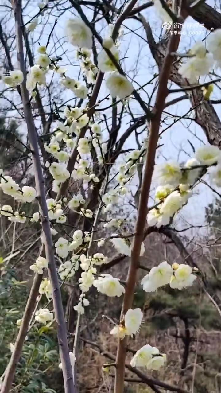 七律•春潮由来芳菲镀2574
作者/平常心
（2026.4.1.17:35）
满