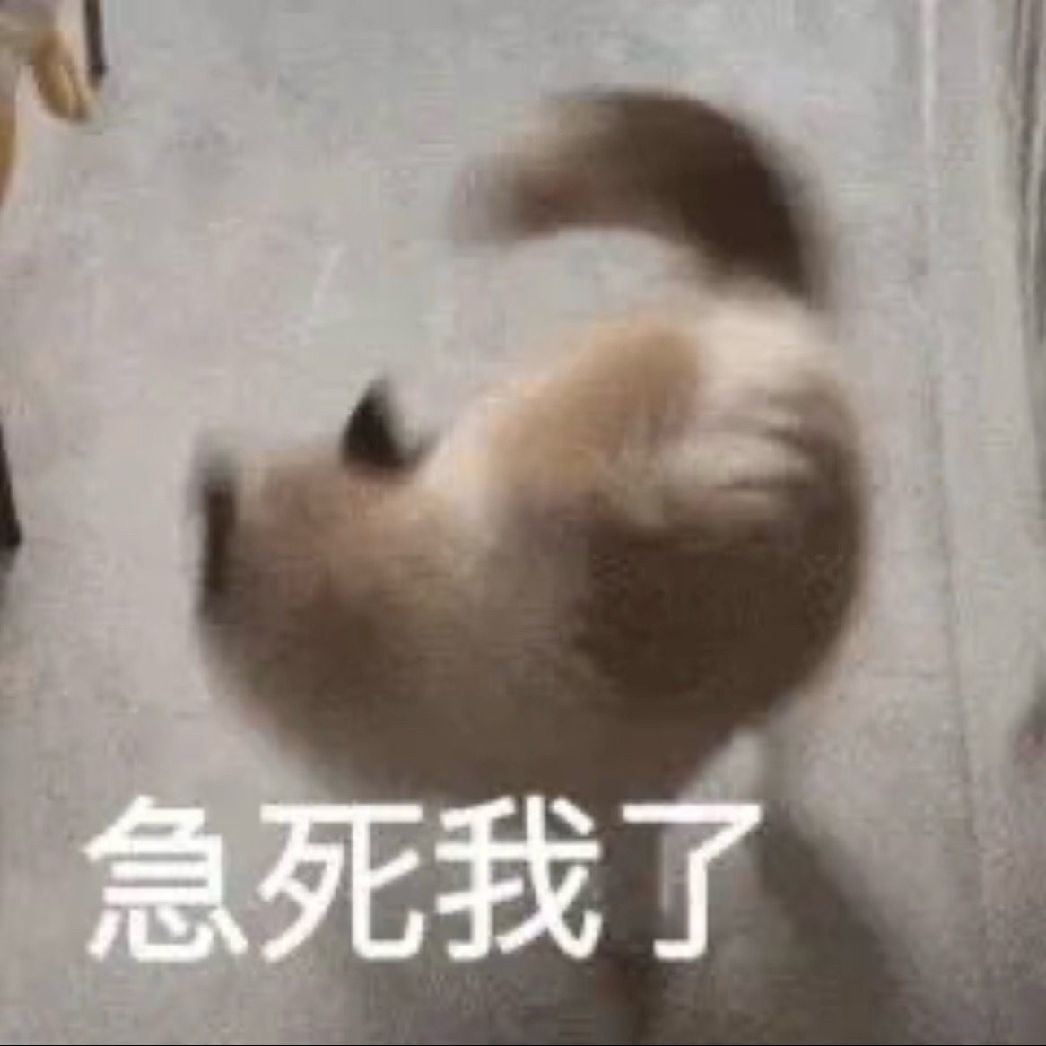 俺们全国各处台风洪灾的小宝们都还好吗