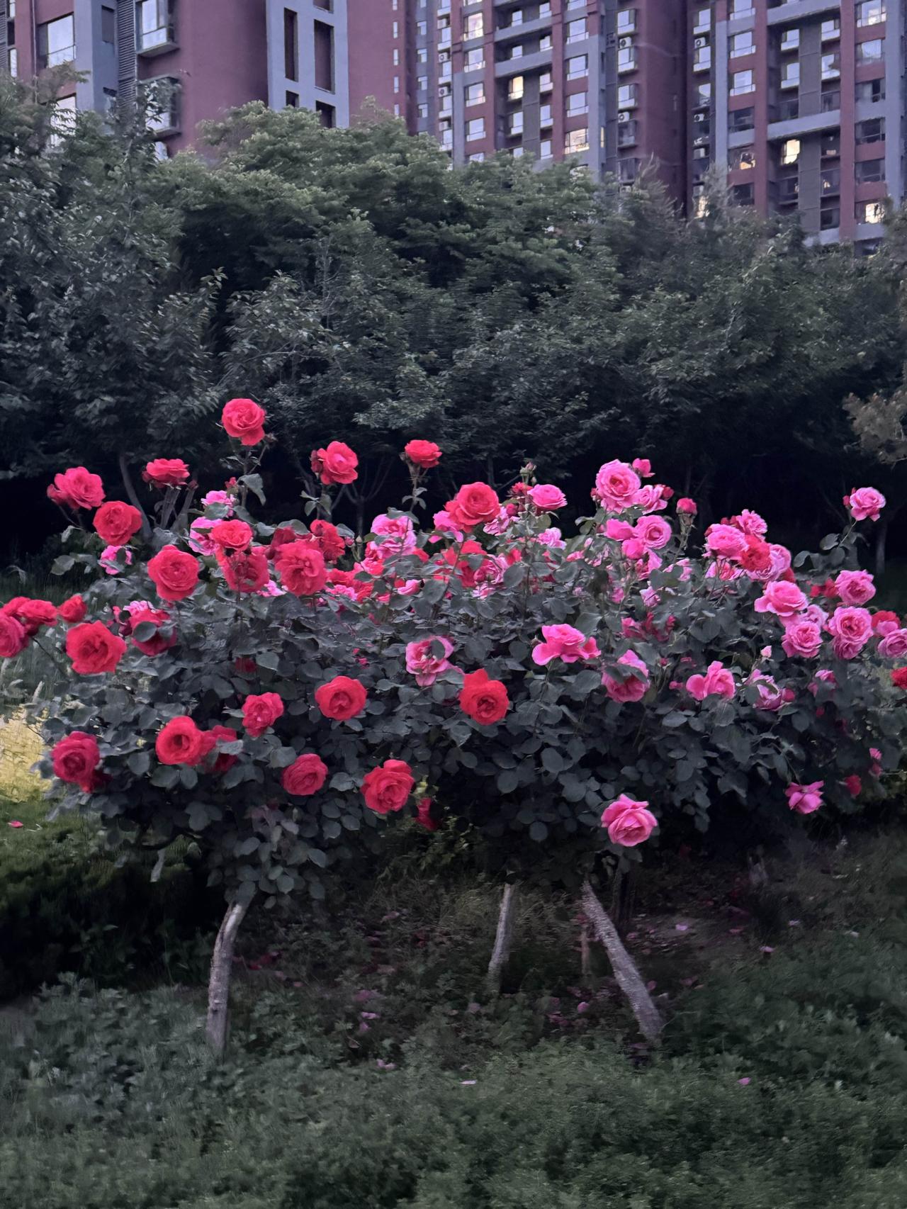 争奇斗艳美韩城，百花争芳靓故里