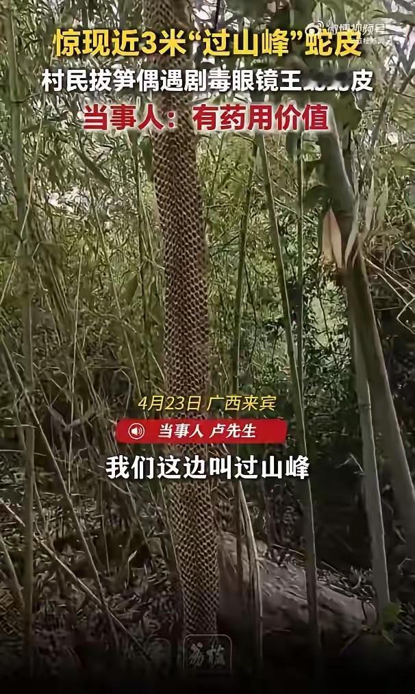 我觉得国家应该修改法律了，特别是眼镜王蛇这种剧毒蛇类，应该不受法律保护，作为生活