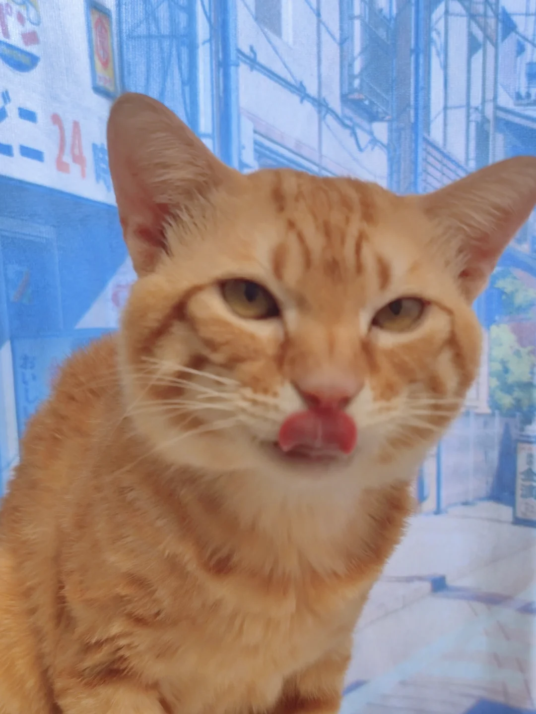 猫咪尿闭？尊的可以从猫粮下手！