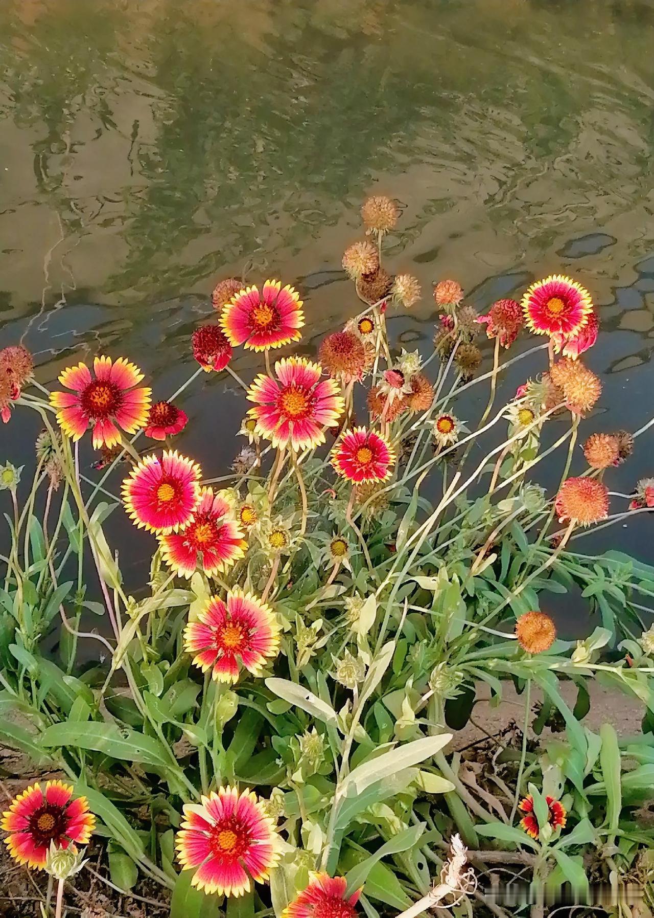 《水渠边的小花（李林摄于汉中城固）》