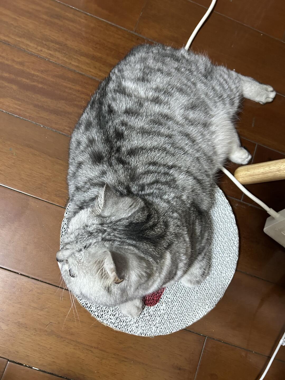 对不起我的宝