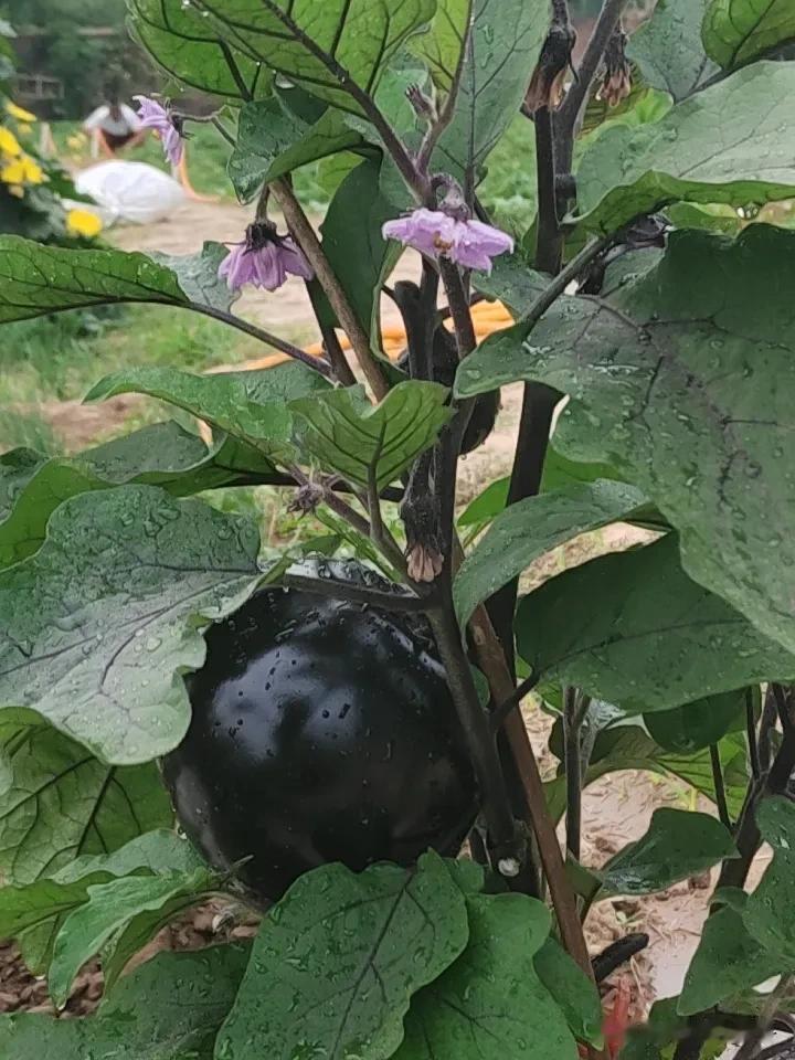 看着自己种的蔬菜，没有农药残留，吃着放心，并且还有满满的成就感农家原生态蔬菜 无