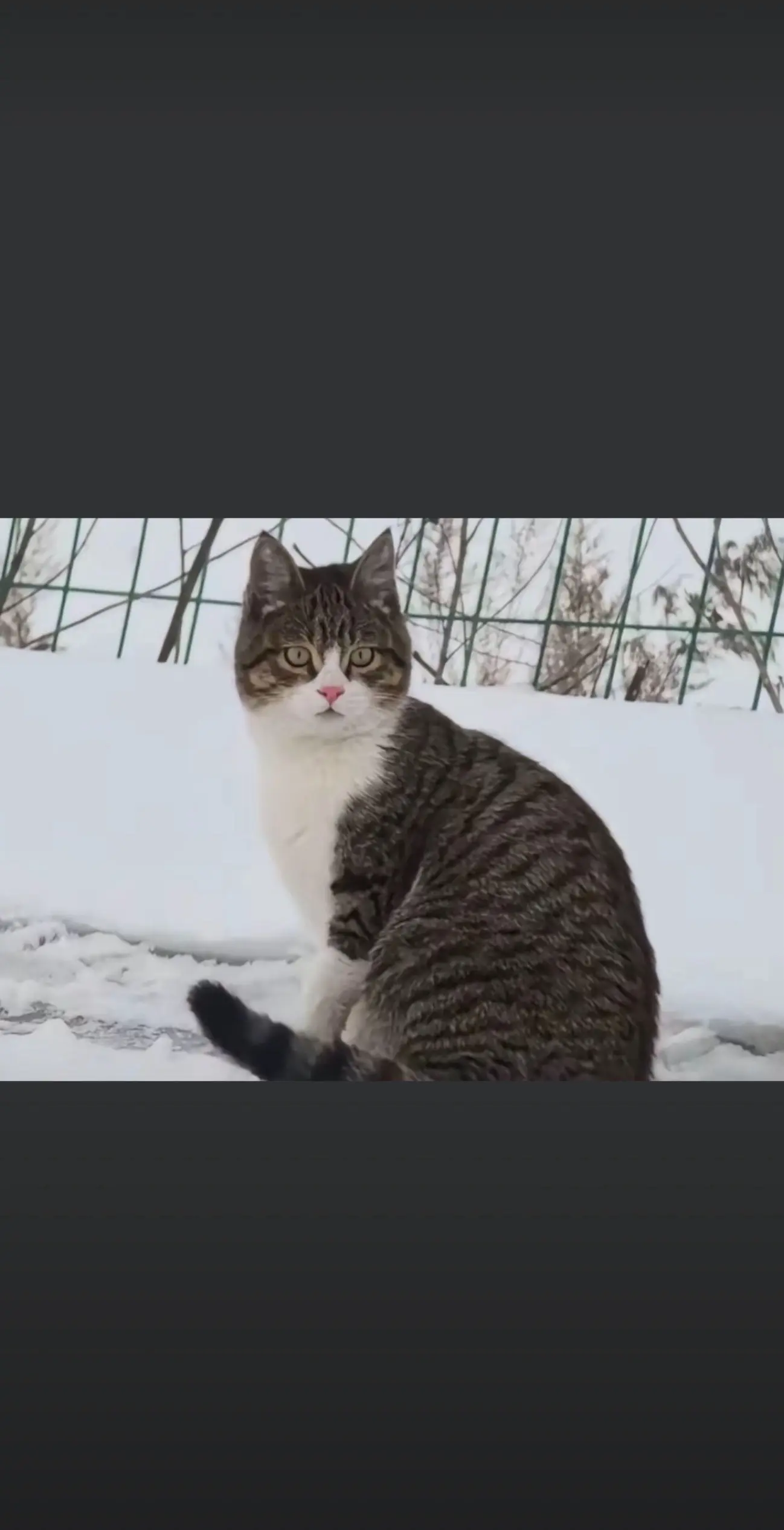 有点绷不住了。悟空 真的再见啦……