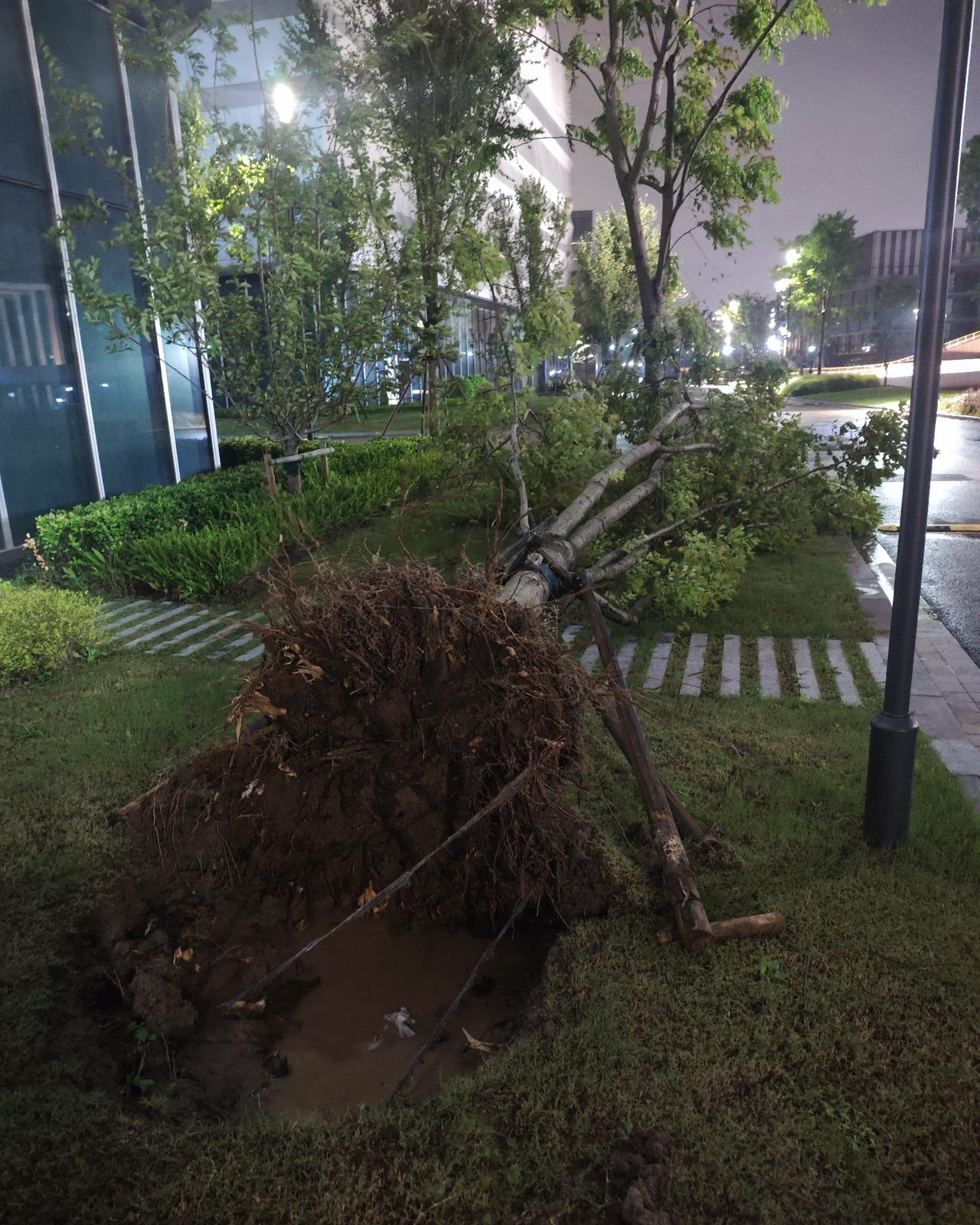 台风“白海豚”过境，晚间出门快走，还能看到台风留下的痕迹，有成年大树被连根掀翻，