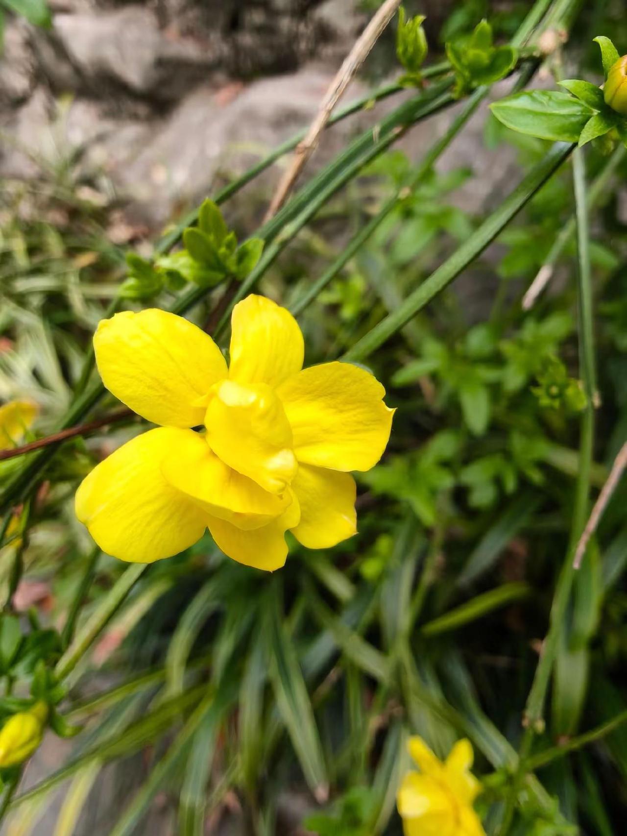 用一张照片证明你花友 这种植物你们那里有吗