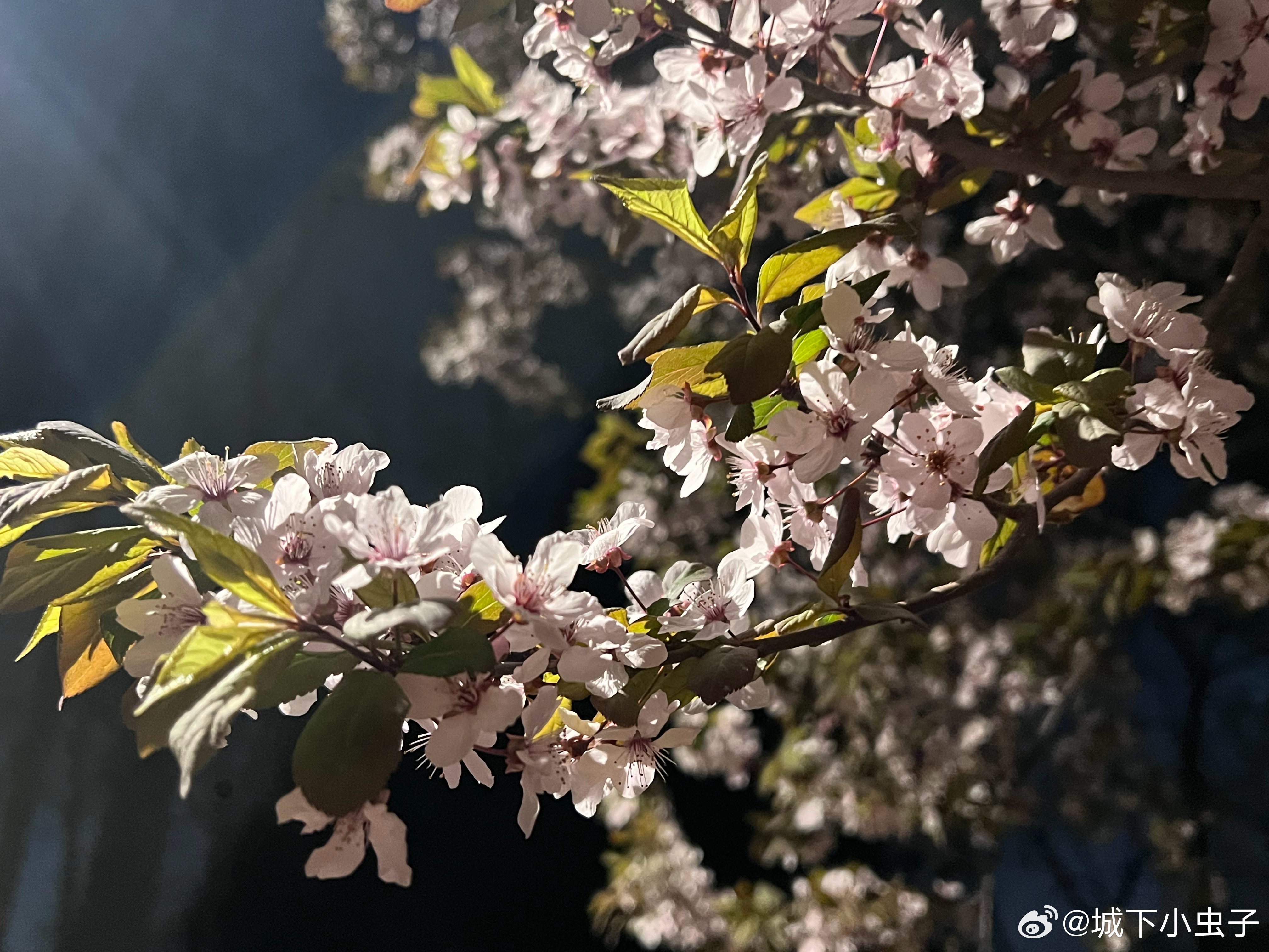 春天的浪漫是花花给的随手拍美景 四月开始了，夜花更香！