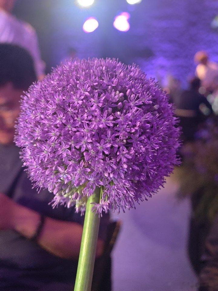 这么漂亮的花居然叫大花葱