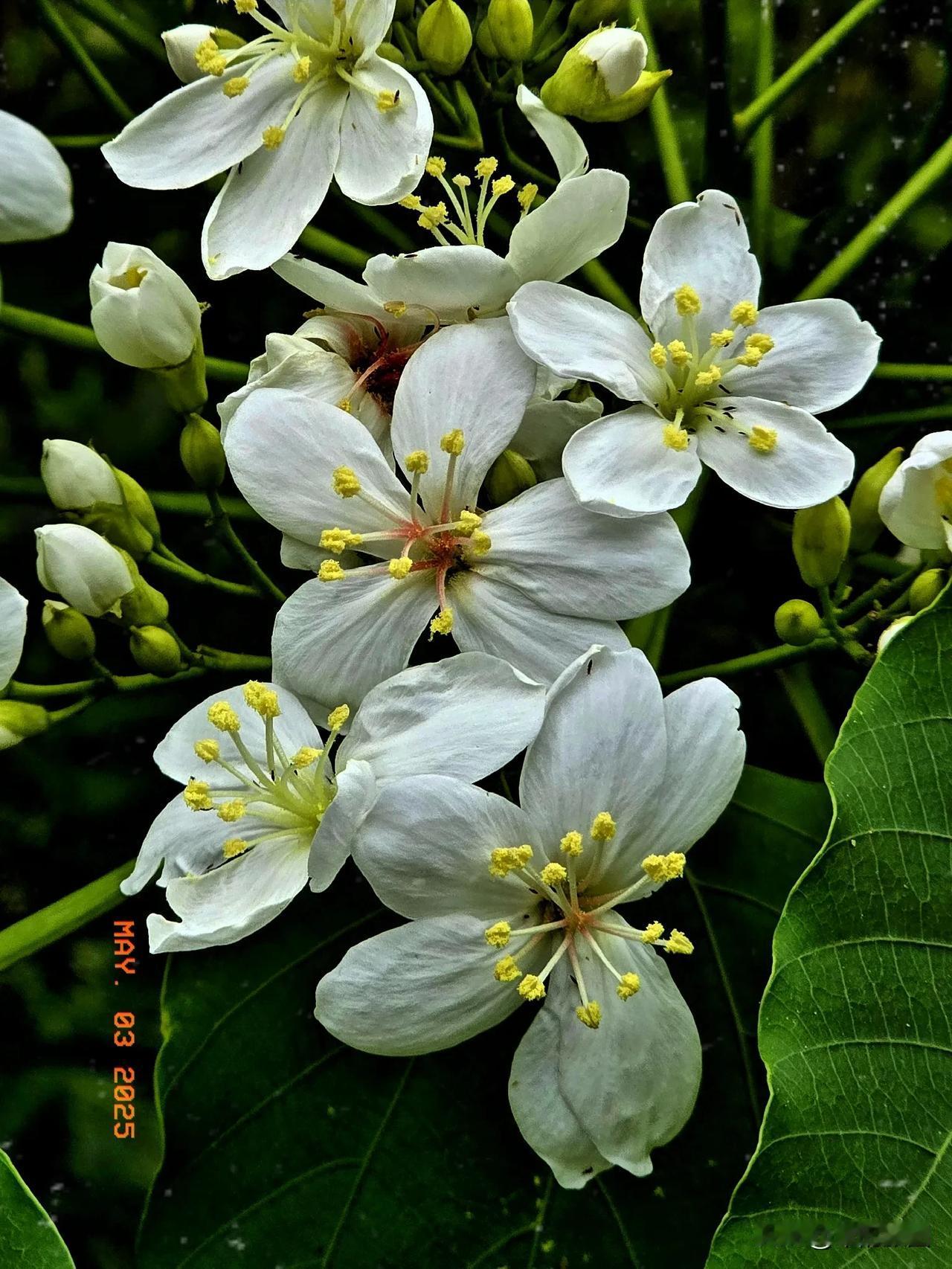油桐花开
春深了，厦门山野里漫山遍野的的油桐树便开了花。先是枝头冒出嫩芽，继而花