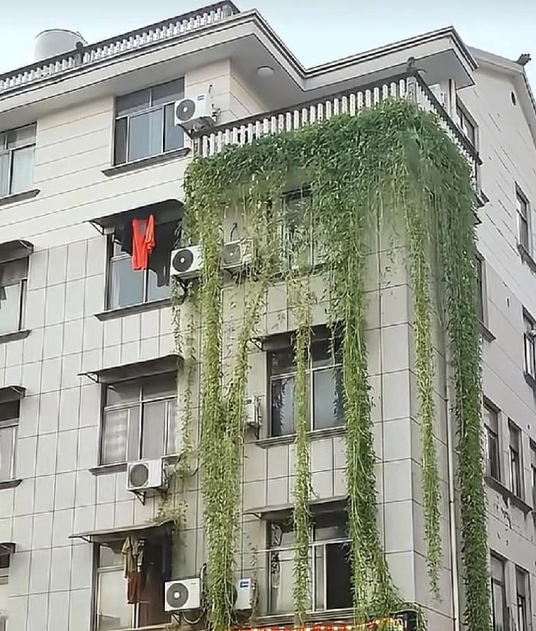 遇到这样的邻居，真的太幸福了
浙江金华一位住在顶楼的邻居，平时就喜欢在阳台种植一