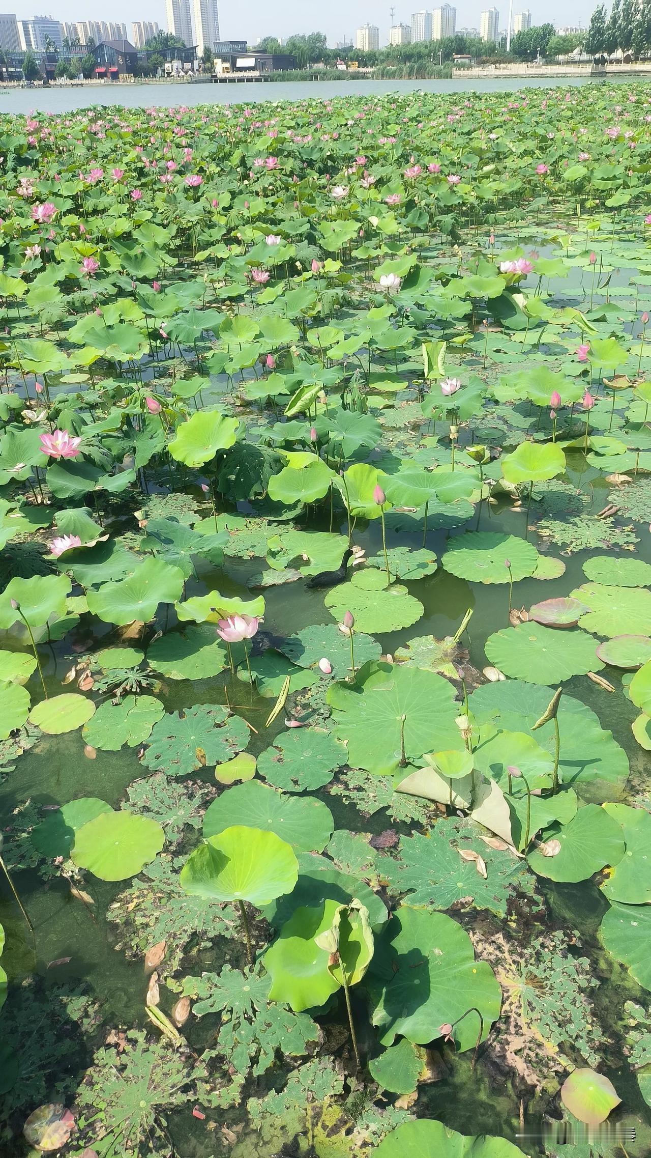 生活随笔

游东湖公园，看到两位保定老哥拿着手机对着荷花比划半天。

一位老哥一