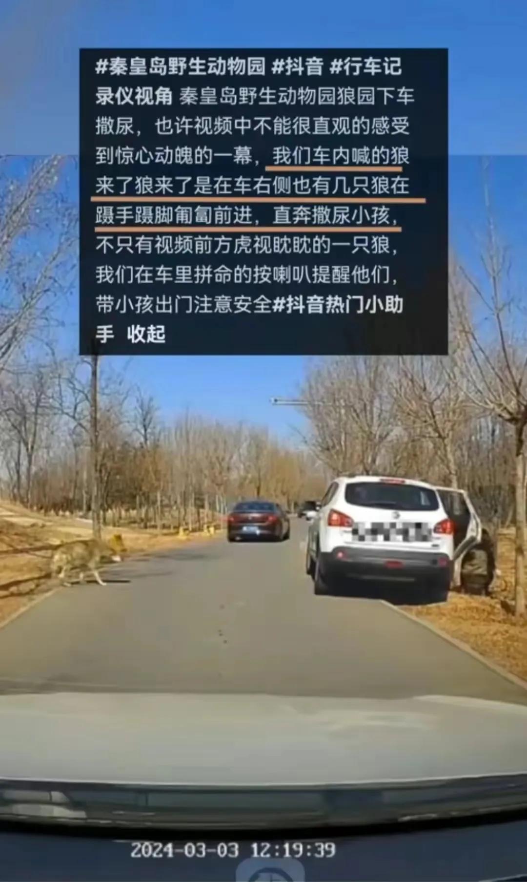 真不要命啦！女子野生动物园，抱着孩子下车小便，狼从背后悄悄靠近，差点被狼叼走，要