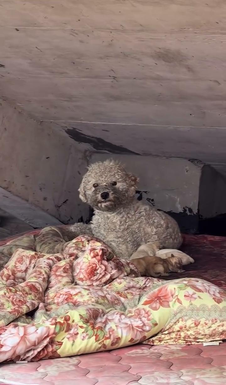 看，好像还是个比熊，咬了很多狗狗。