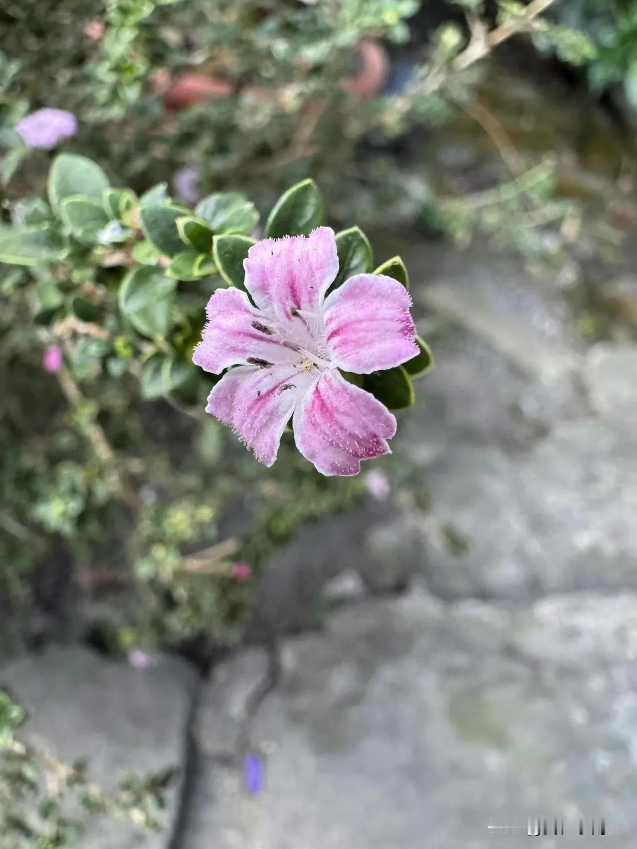 冬日生活记录六月雪，別名：滿天星、噴雪、白馬骨、路邊荊、路邊姜，是茜草科白馬骨屬