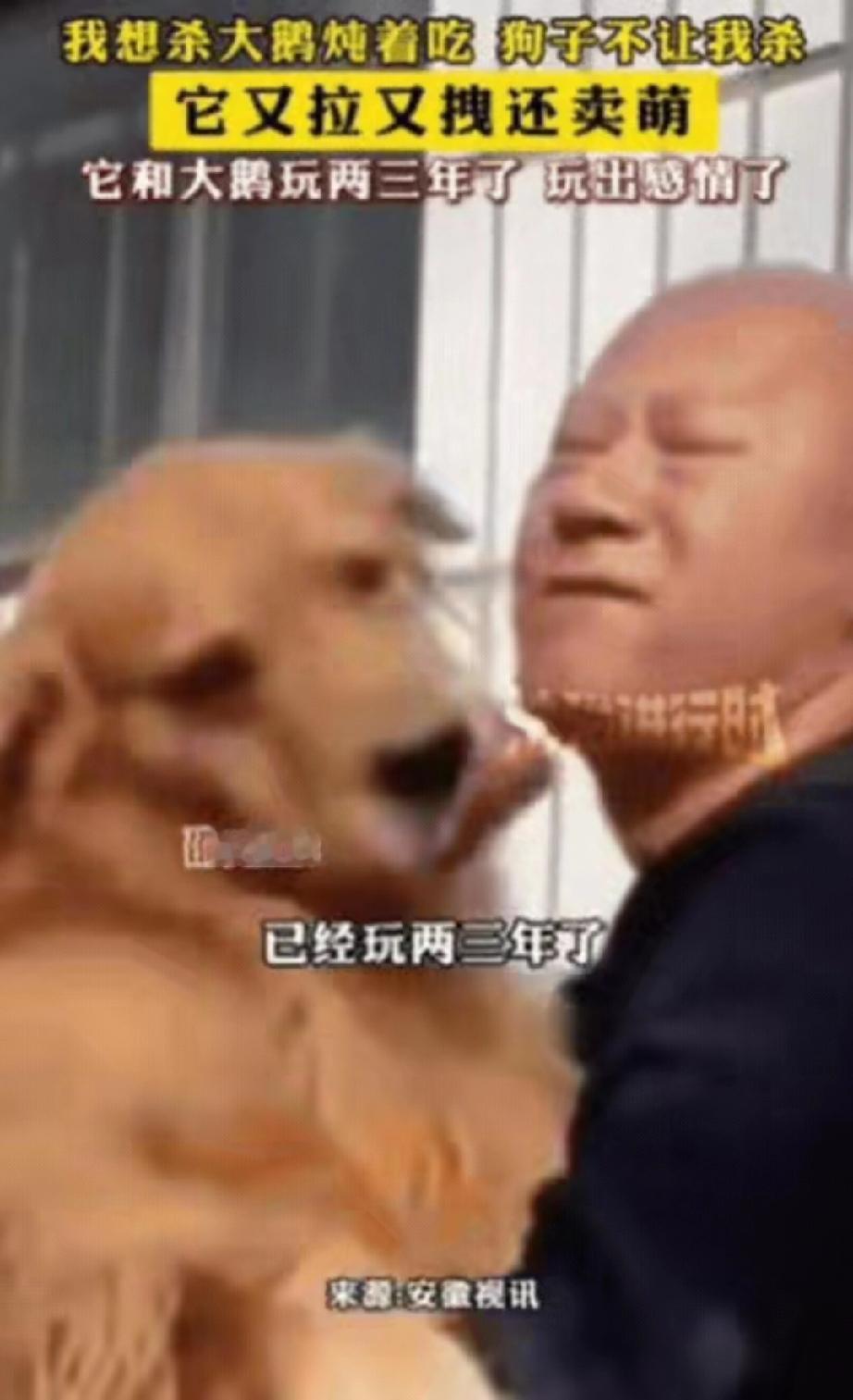 河南一男子准备将家里大鹅杀了炖着吃，结果他刚把大鹅按住，狗子就扑了过来，坚决不让