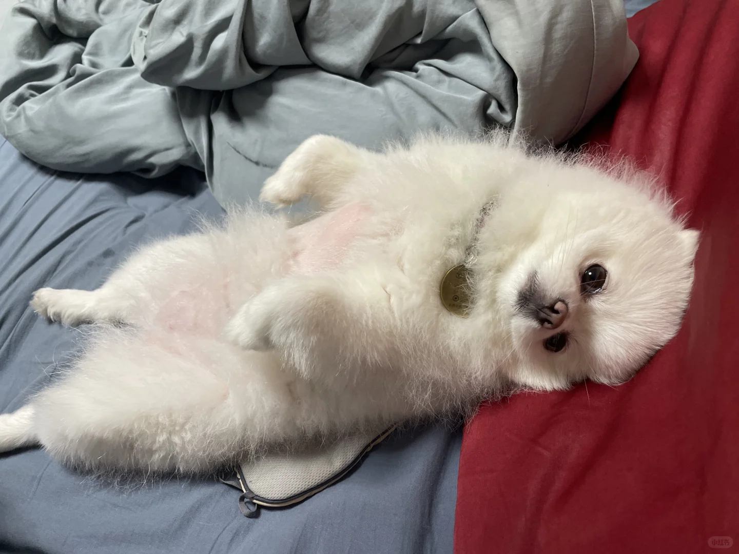 谁家小狗睡觉这么霸道🤬