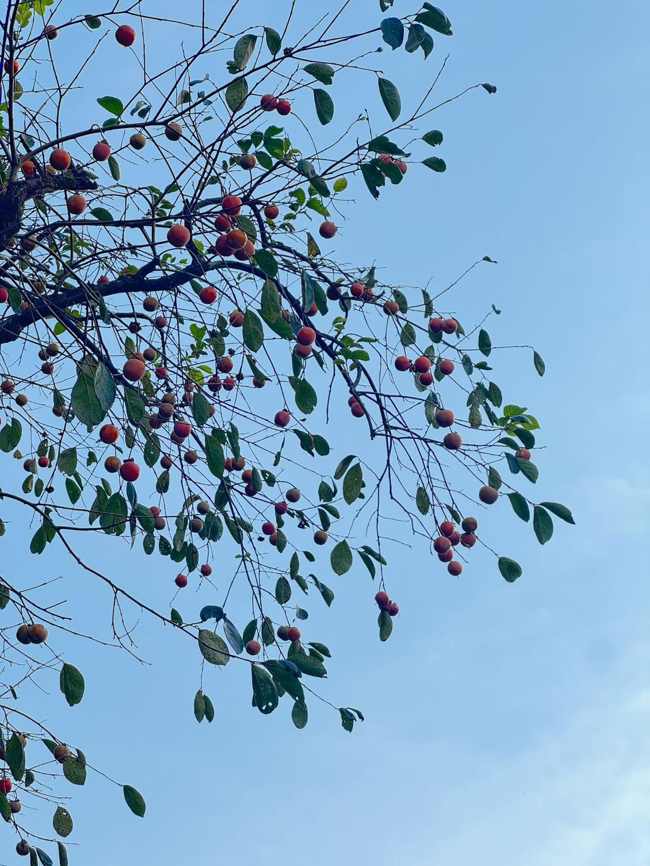 大自然的馈赠 柿子树 老家的味道  老家的风景 上热搜