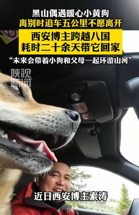 跨国双向治愈！西安小伙带父母游黑山偶遇流浪小黄狗，分别时追车5公里，死死抱住胳膊