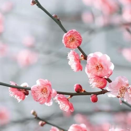 梅花种植方法 ：1. 阳光充足：梅花喜欢温暖、阳光充足的环境，在栽培植株时，可以