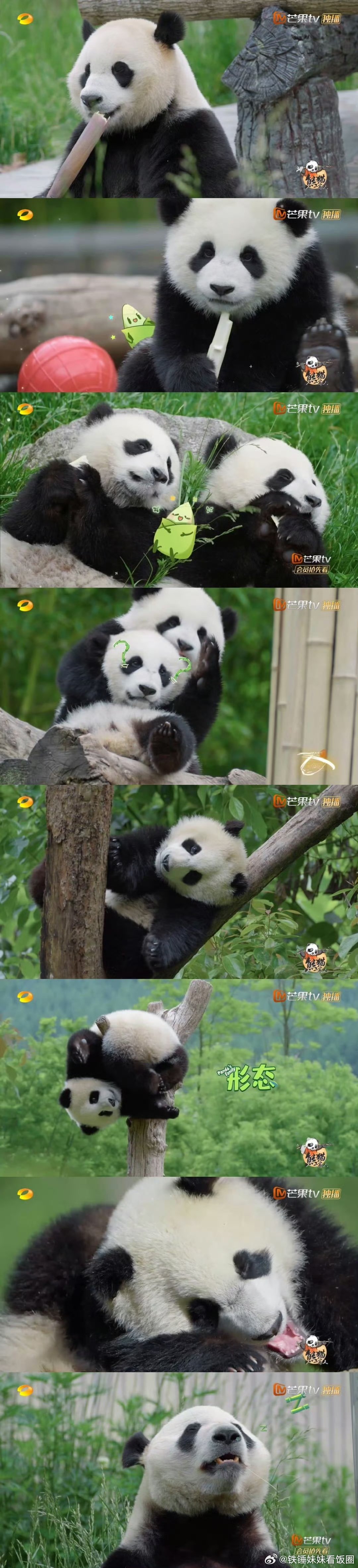 #asmr赛道让福宝闯进来了#福宝也太可爱了吧，尤其是吃竹子的样子，我们也是更加
