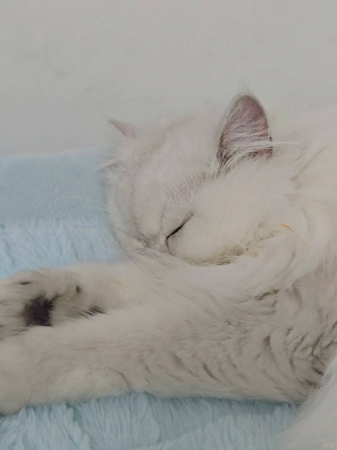 小猫睡的好香呀！呼呼呼
