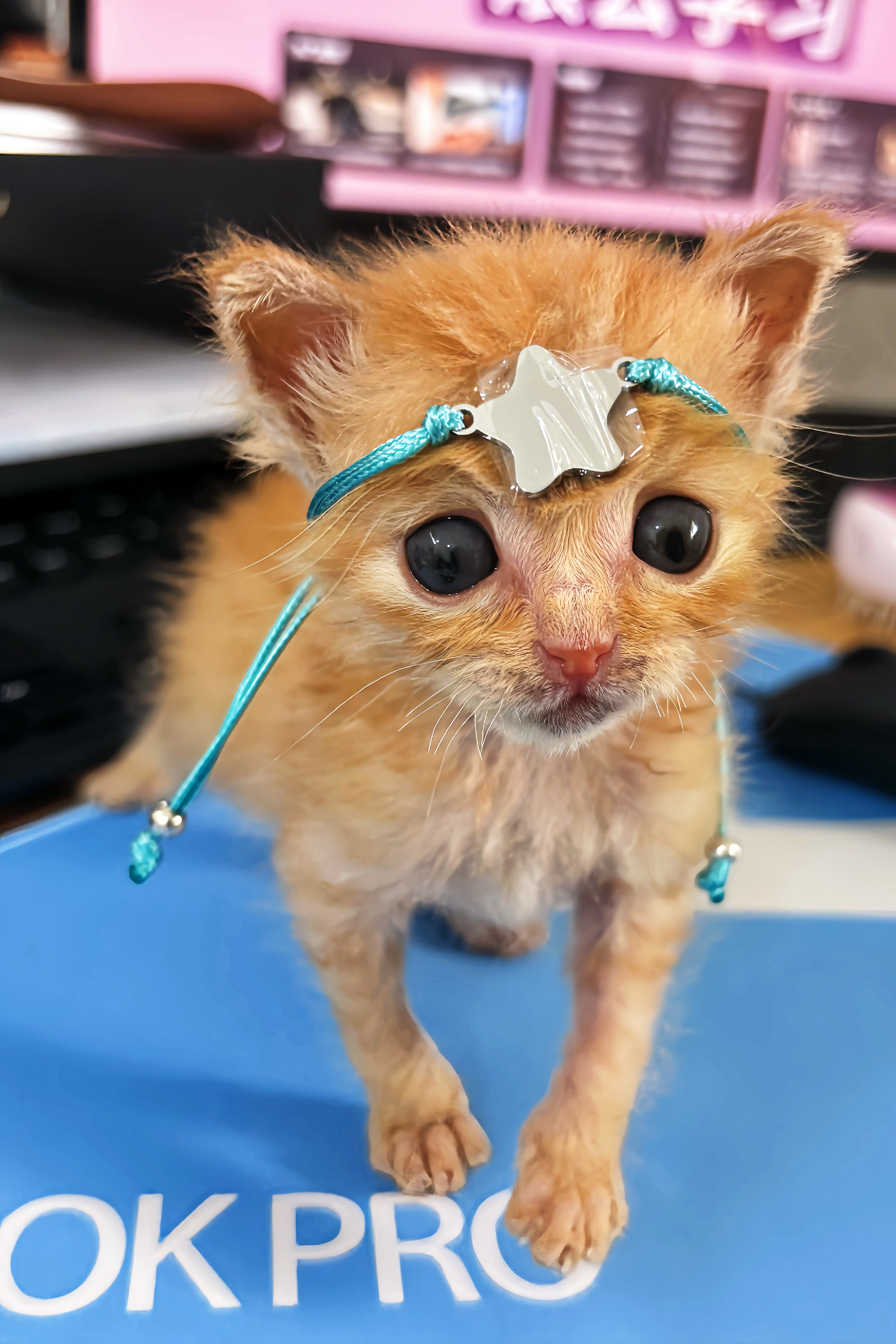 李小咪说他很喜欢这个旗熠青潦草小猫｜猫咪｜猫｜小猫｜小猫咪 