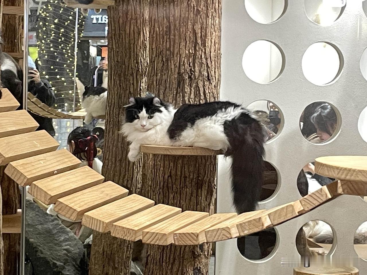 日头懒，猫也懒，挨着脚背打盹。茶凉了，书翻到第三页，窗外玉兰扑簌簌落了一肩。