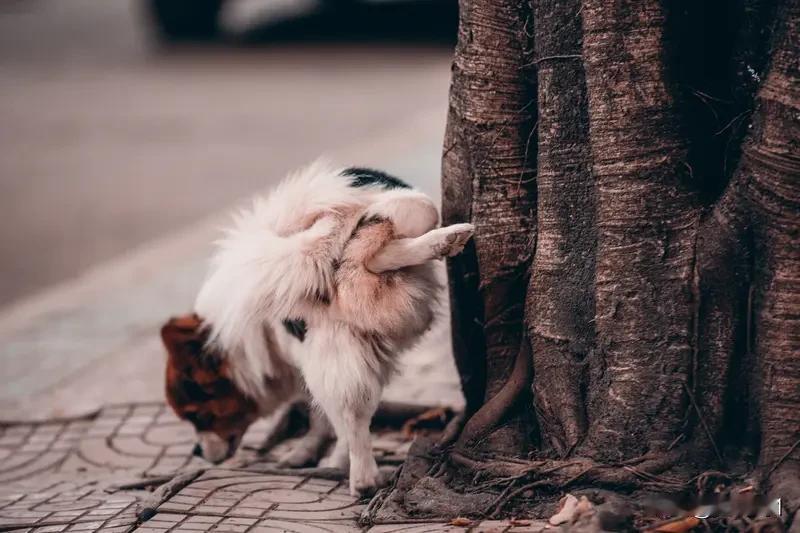 天气暖和了，小区里遛狗的人要把自己的狗看管好了，把自己家的小狗拉的狗粪收起来，冰