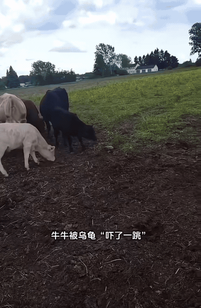 不是说初生牛犊不怕虎吗？怎么一个乌龟就被吓得四脚朝天！