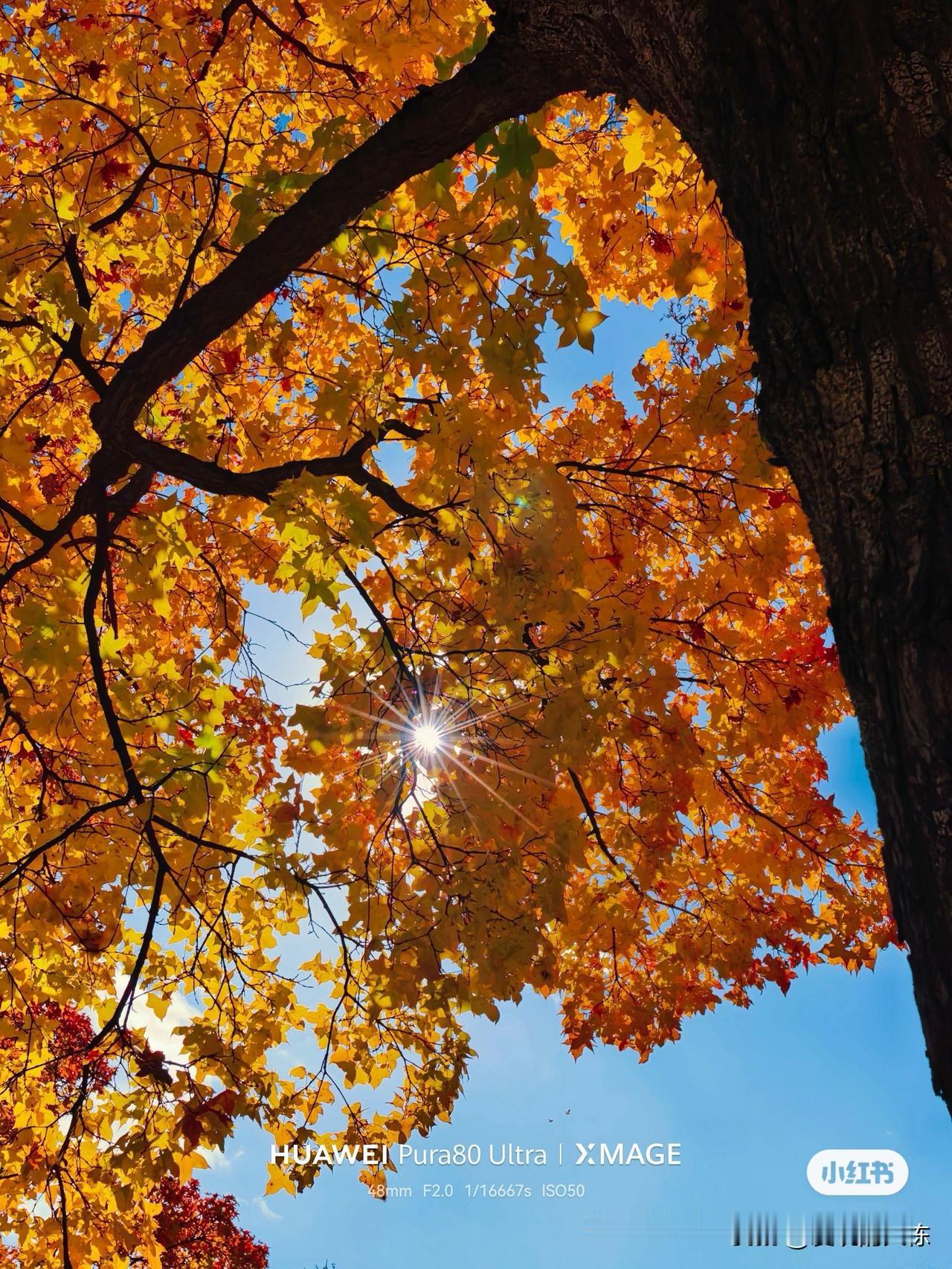 晒图笔记大赛今天开始在山东等市区就进入金秋胜景模式了，温度降了七八度天空很透，一