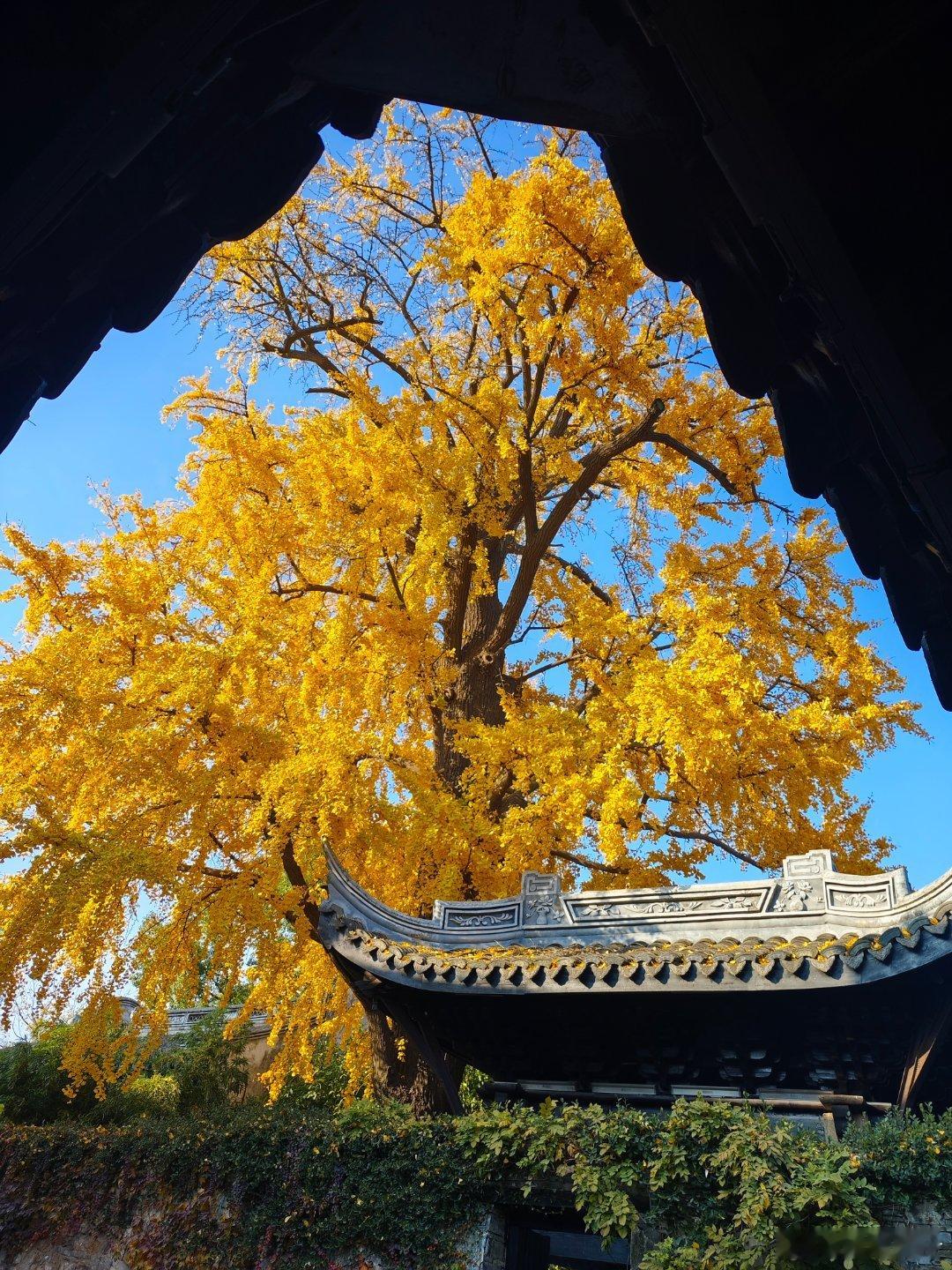 赏秋！ 无锡·惠山古镇景区