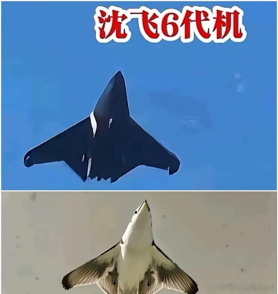 沈飞这6代机仿生鸟造型，不敢说像模像样，这简直就是一个模子刻出来的。前有老美的B