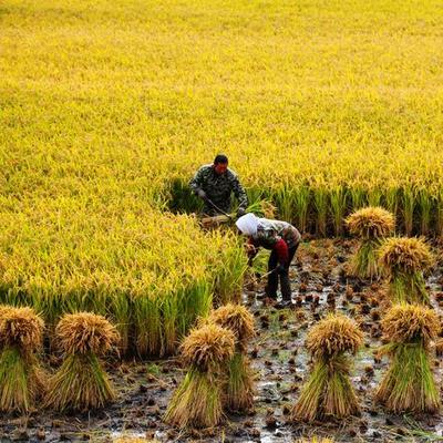为什么东北大米是一年一熟，但是东北却被叫做粮仓? 

2025年秋收结束后，黑龙