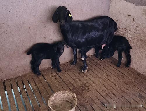 新生羊羔预防针要按日龄来打，循序渐进：
 
1. 出生1-3天，滴鼻免疫伪狂犬病