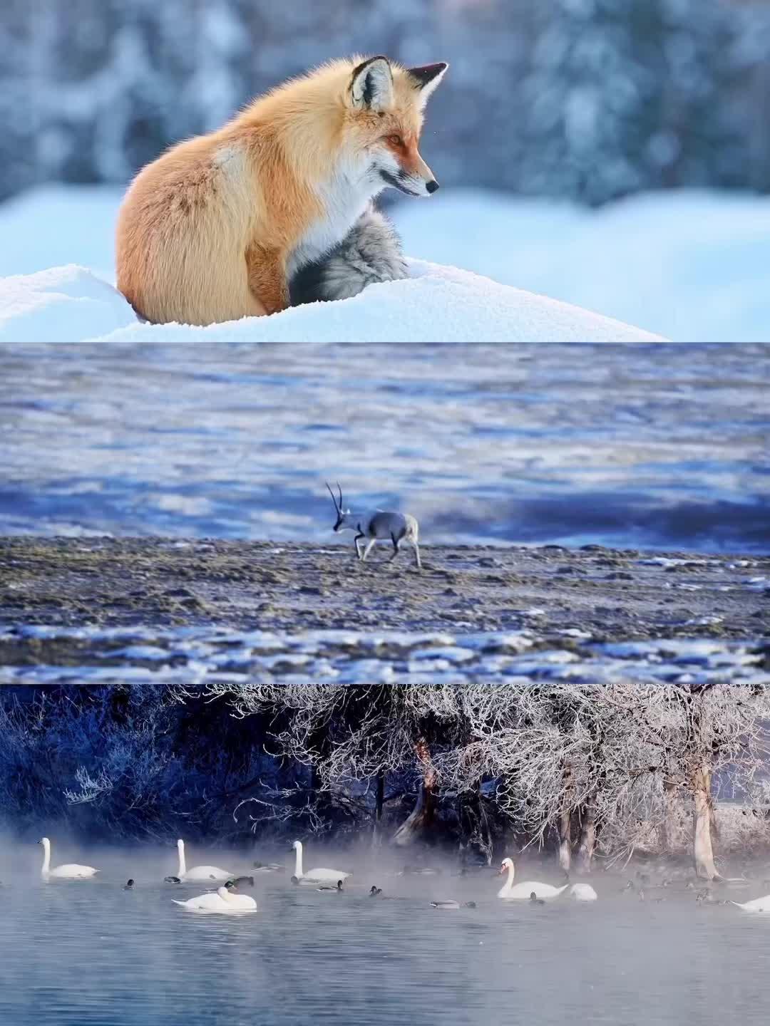 live带你一秒进入大雪