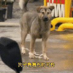 千万别第一眼就指责绑住狗狗的主人，很多人只看到狗狗被束缚，却看不懂背后的用心。