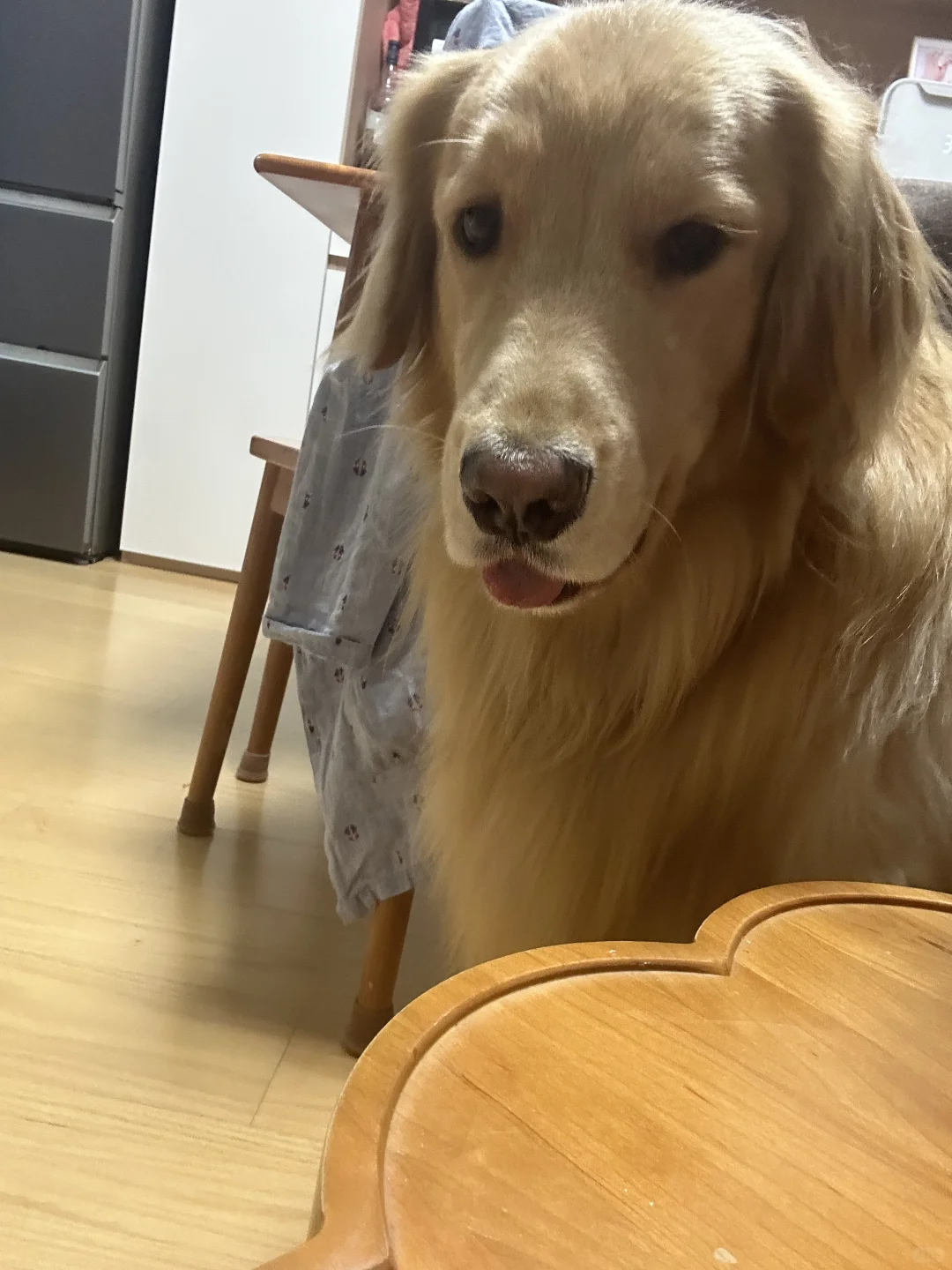 偷拍高冷狗被发现