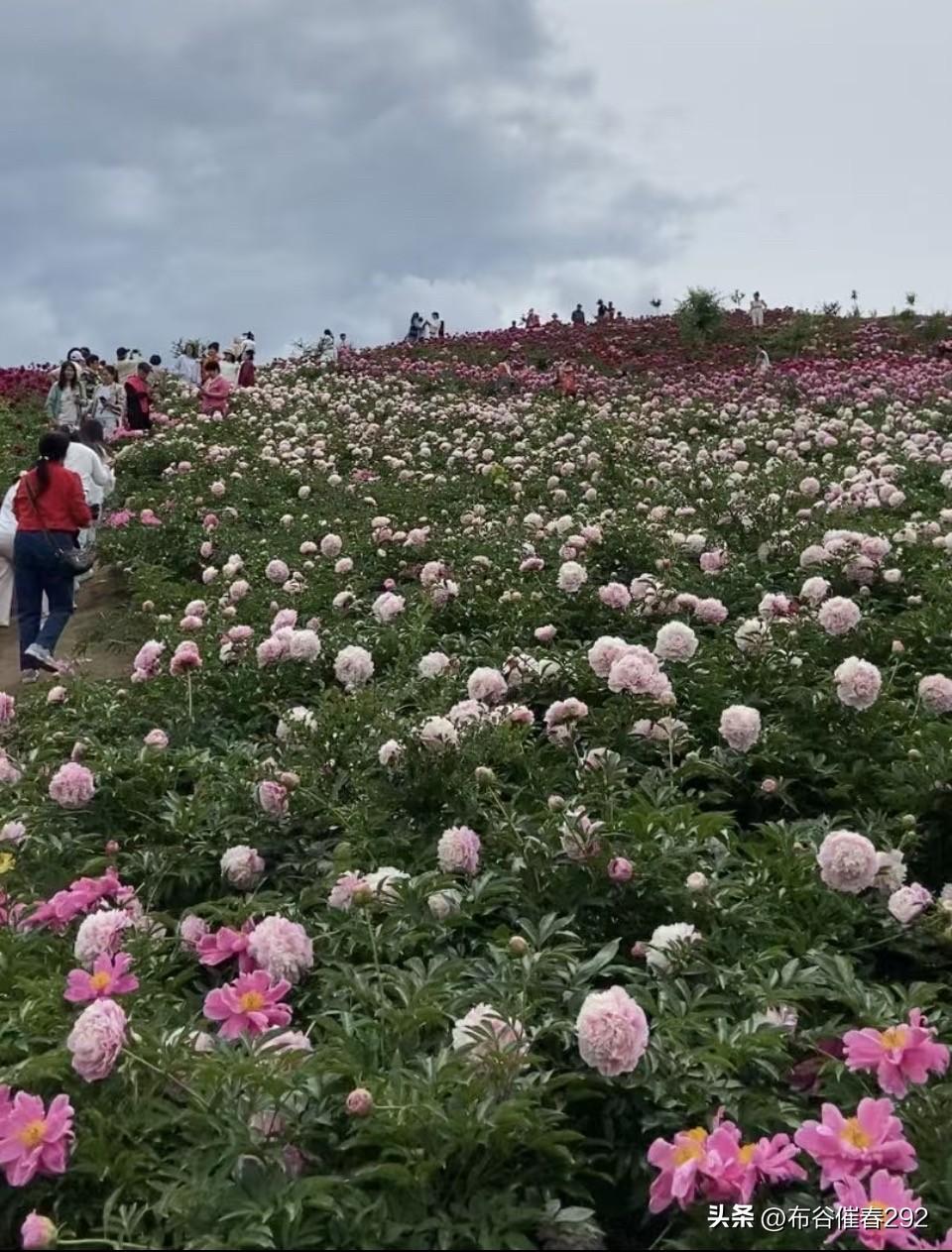 芍药花开夏意深
翩然仙袂下遥芩
漫将锦绣铺原野
醉惹骚客畅墨吟