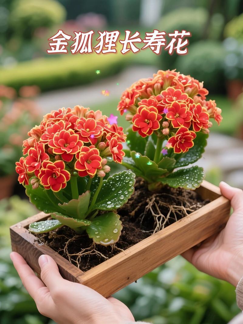 三种易养的花
       长春花堪称新手王者，温度超15℃全年开花，即便周口4