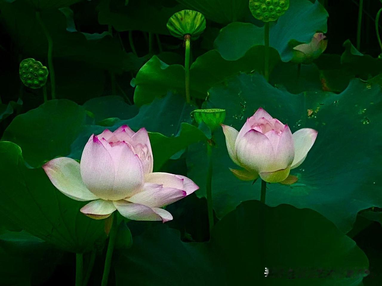 仲夏赏荷，清风入怀
一池花开，喜事莲莲，好运莲莲
愿往后日子，万事皆顺意，岁岁皆