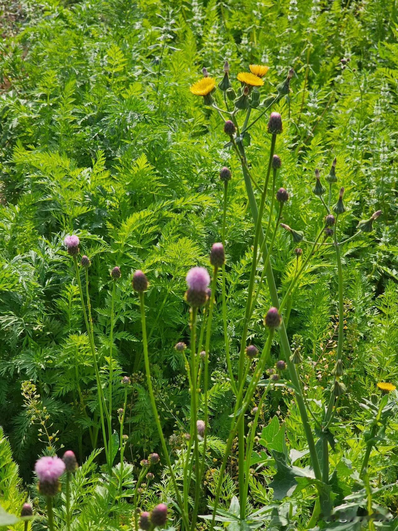 【小对联】
上：……？
下：细粮。